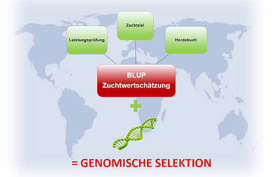 Neue Wege der Zuchtwertschätzung und Zuchtprojekte