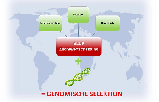 Neue Wege der Zuchtwertschätzung und Zuchtprojekte