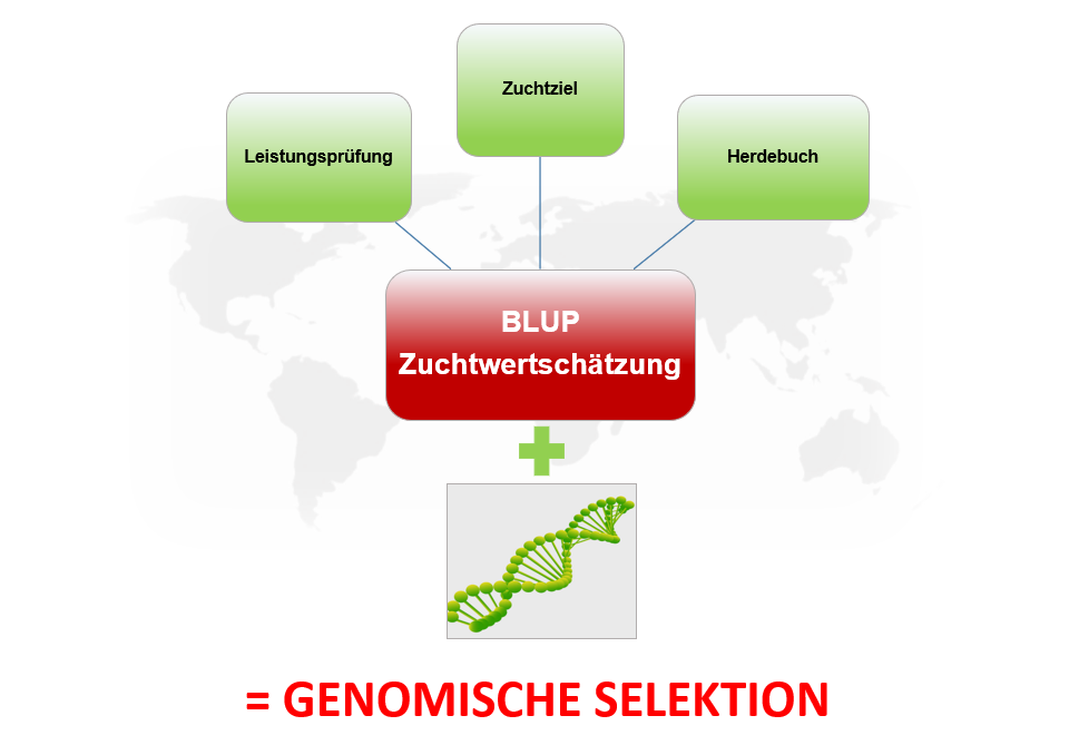 GBLUP (Gemomic Best Linear Unbiased Prediction) GBLUP Zuchtwertschätzung