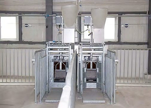 Schweinezucht - Leistungsprüfungssystem für Schweine