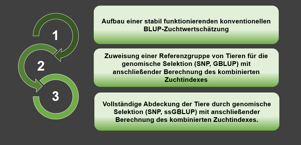 ssGBLUP Zuchtwert ssGBLUP Zuchtwertschätzung