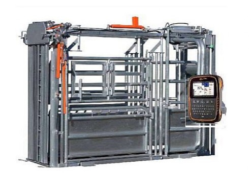 Permanente Paddock-Systeme Rinderzucht - Permanente Paddock-Systeme