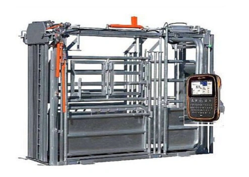 Rinderzucht - Permanente Paddock-Systeme