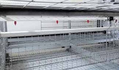 Tränkesysteme für Legehennen, Jungtiere, Zuchthühner und Hähne Geflügelzucht - Nippeltränken für Mastküken