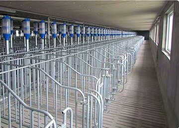 Stallsysteme für verschiedene Tiergruppen Schweinezucht - Stallsysteme für verschiedene Tiergruppen