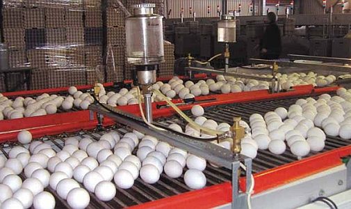 Poultry farming - Egg collection system