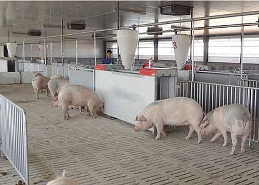 Pig farming - Electronic sow feeding system (ESF)