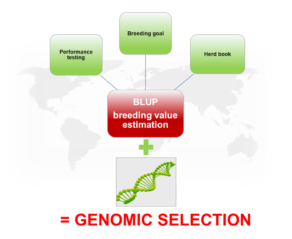 GBLUP Genomic breeding value stimation