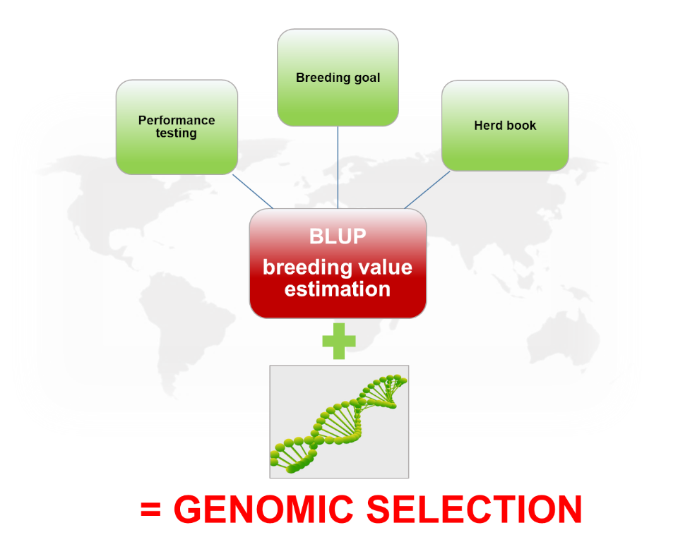 GBLUP (Gemomic Best Linear Unbiased Prediction) GBLUP Genomic breeding value stimation
