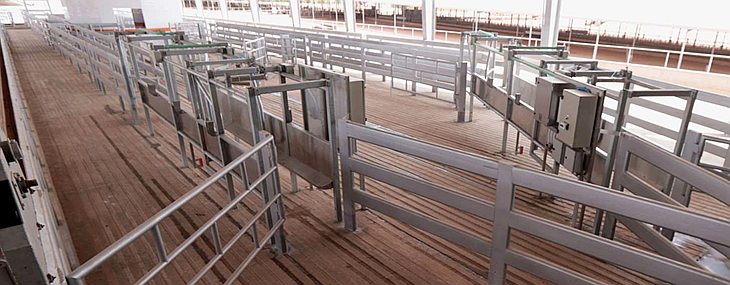 Cattle farming  - Cow sorting gate