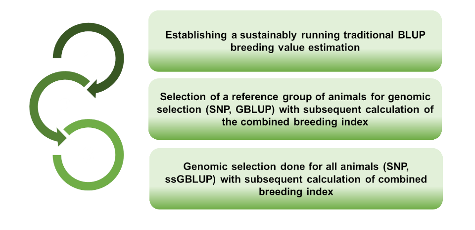 ssGBLUP Breeding value estimation