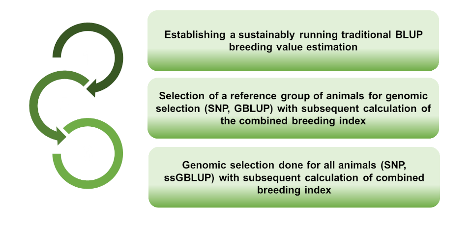 ssGBLUP Breeding value ssGBLUP Breeding value estimation