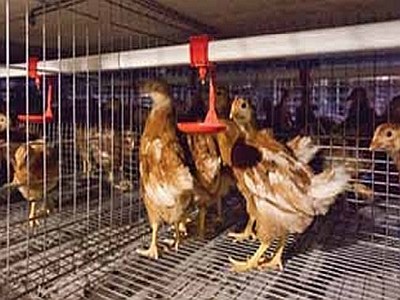 Poultry farming - Drinking systems