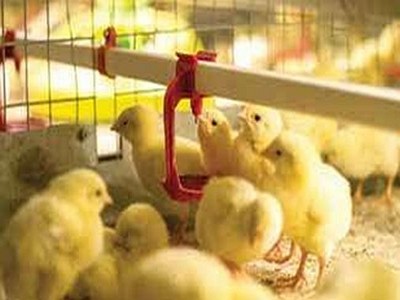 Poultry farming - Drinking systems