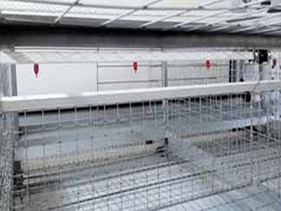 Poultry farming - Drinking systems