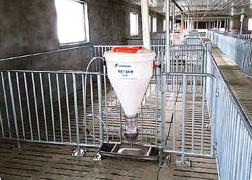 Pig farming - Automatic dry feeding system