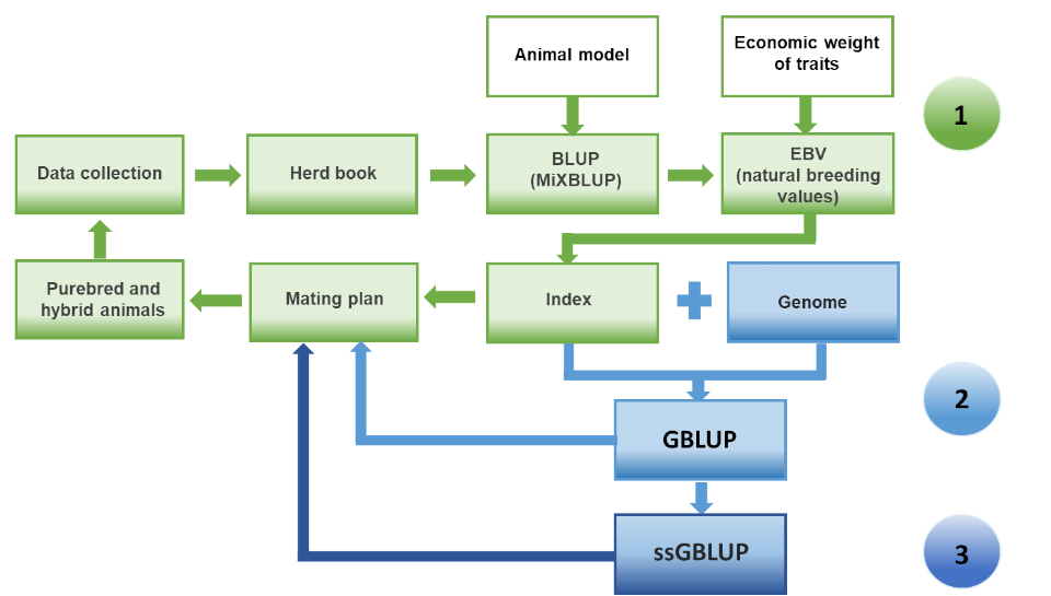 BLUP Breeding value estimation