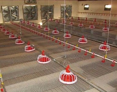 Poultry farming - Floor feeding system 