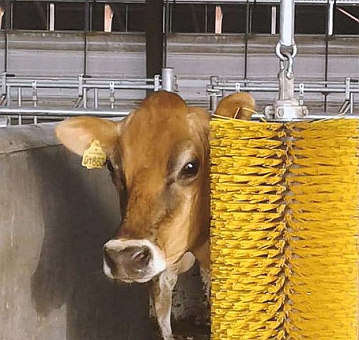 Cattle farming - Swinging cow brushes