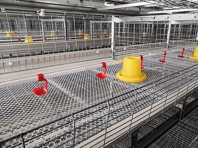 Poultry farming - Cage and floor housing systems 