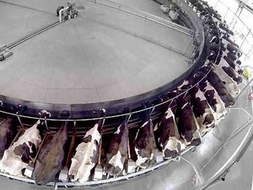 Rotary milking system Cattle farming - Rotary milking system