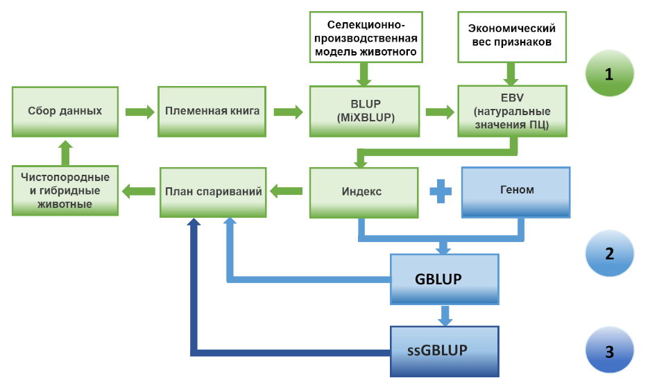 BLUP Оценка племенной ценности