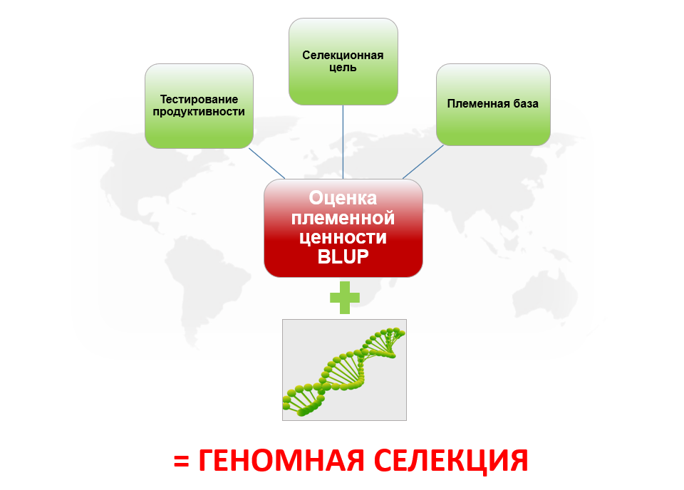 GBLUP (Gemomic Best Linear Unbiased Prediction) GBLUP Стимулирование ценности геномной селекции