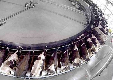 Rotary milking system Cattle farming - Rotary milking system