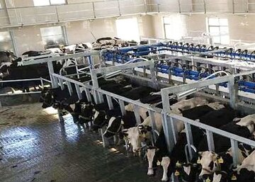 Cattle farming - Parallel milking system
