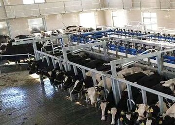 Parallel milking system Cattle farming - Parallel milking system