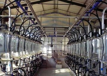 Herringbone milking system Cattle farming - Herringbone milking system
